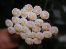 Hoya lacunosa 2