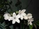 Stephanotis