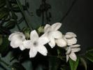 Stephanotis