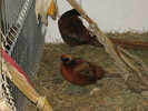 IMG_0145