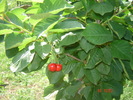 DSC05964