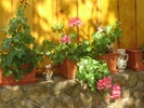 DSC06091