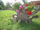 DSC06307