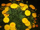 DSC06443