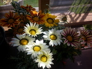 Gazania