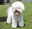 bichon-frise (cumparat)