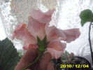 hibi roz 4 dec
