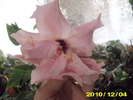 Picture 002