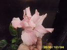 Picture 006