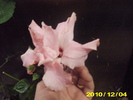 Picture 007