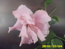 Picture 013