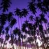 www_peisaje_ro-Hawaiian_Palm_Grove
