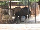 Zoo  Bucuresti