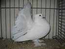 indische_pfautaube_12
