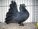 indische_pfautaube_13