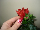 BOBOCEI DE HIBISCUS