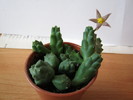 Piaranthus comptus (1)