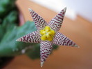 Piaranthus comptus (9)
