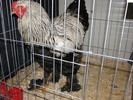 noi 2010 breaza 430