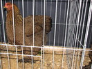 noi 2010 breaza 436