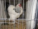 noi 2010 breaza 443