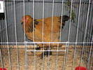 noi 2010 breaza 447