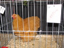 noi 2010 breaza 459