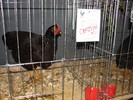 noi 2010 breaza 462