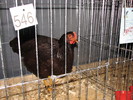 noi 2010 breaza 464