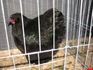 noi 2010 breaza 474