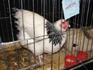 noi 2010 breaza 534
