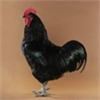 Studio_BlkJrsyGntCk_5642_bc