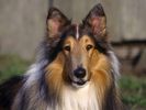 Catei Poze Caini Dogs Wallpapers Collie