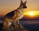 Caini Lupi Wallpapers Poze Catei Dogs Wallpapers
