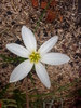zephyranthes - rainlily