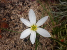 zephyranthes - rainlily