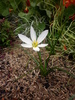 zephyranthes - rainlily