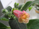Kohleria Yf\'s Mika 1