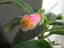 Kohleria Yf\'s Mika 3