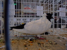 cap negru de maur