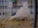 pescarus chinezesc
