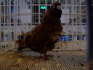 pescarus chinezesc