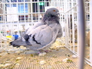 pescarus chinezesc