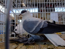 randunica