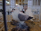 randunica