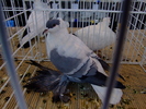 randunica