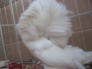 Picture 098