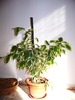 Ficus Benjamina