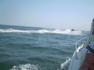 marea neagra (2)