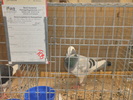 P1010090
